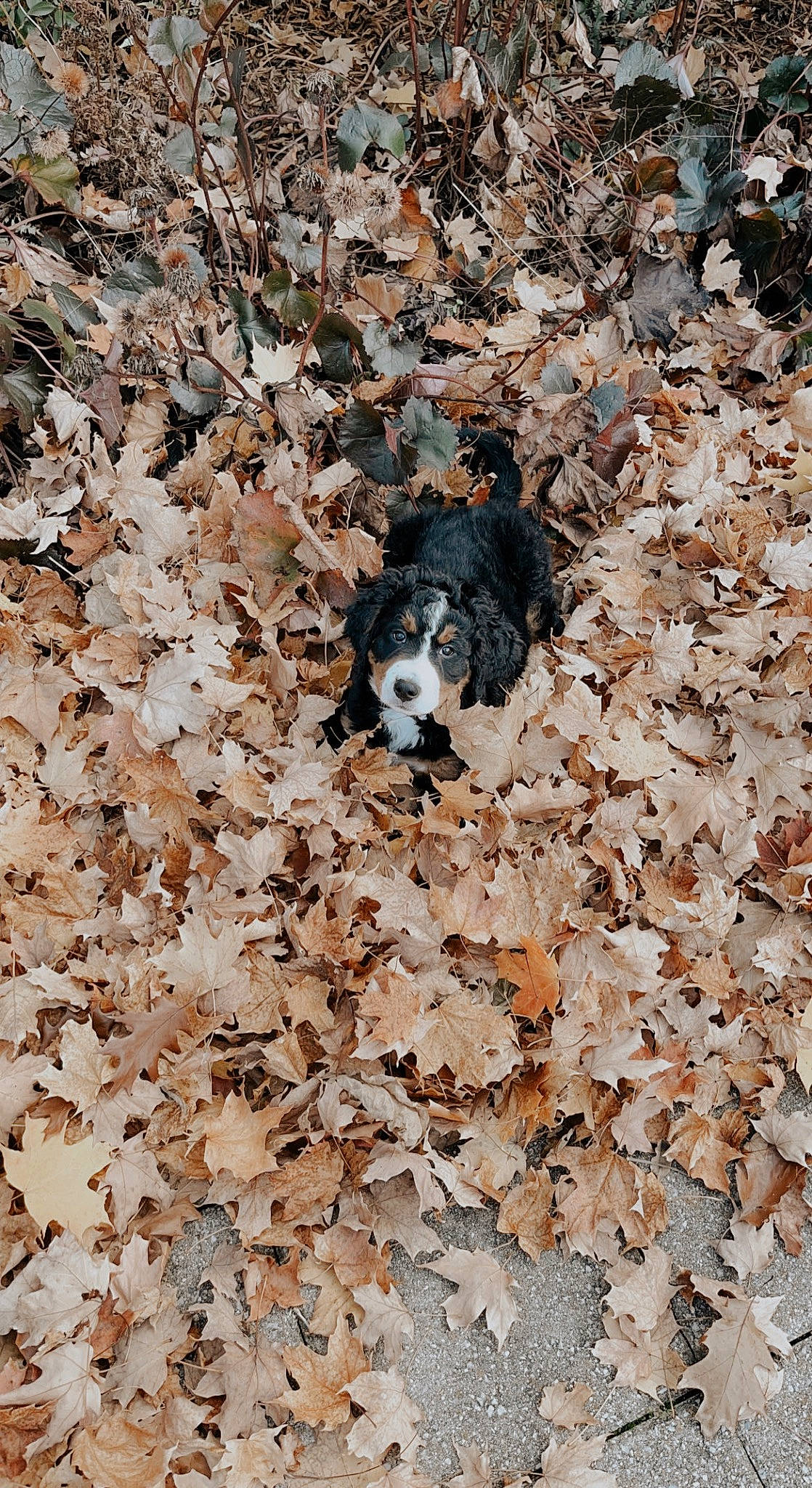 Wrigley is registered to the contest to win money with this photo: autumn, brown, canidae, carnivore, companion_dog, deciduous, dog, dog_breed, fur, grass, groundcover, plant, rock, soil, sporting_group, tail, tree, twig, wood, woody_plant