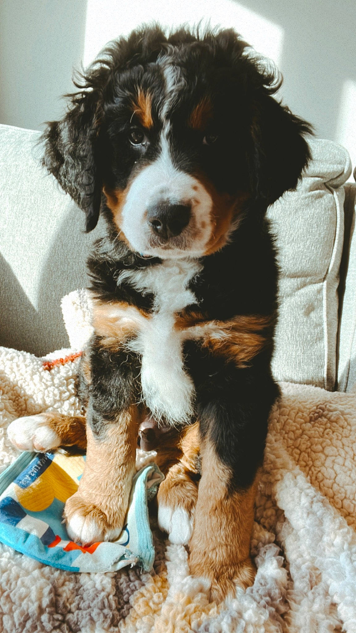 Wrigley is registered to the contest to win money with this photo: ball, bored, canidae, carnivore, companion_dog, dog, dog_breed, door, fur, snout, sporting_group, terrestrial_animal, whiskers, working_animal, working_dog