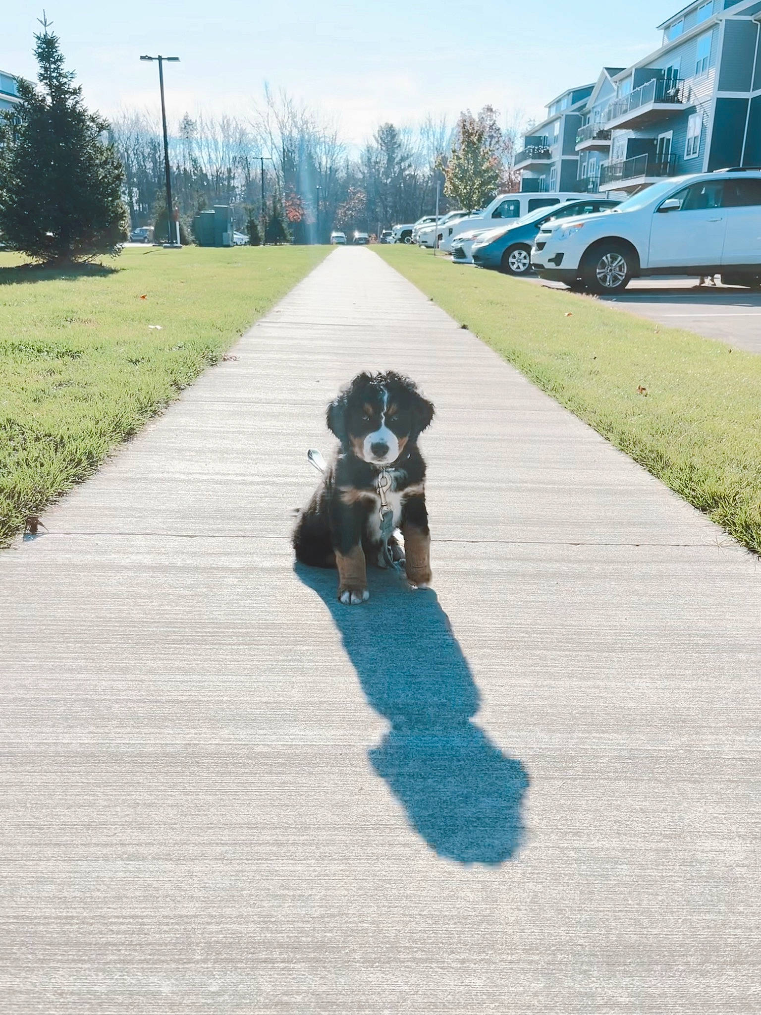 Wrigley is registered to the contest to win money with this photo: asphalt, automotive_tire, carnivore, companion_dog, dog, dog_breed, grass, leash, plant, road, road_surface, sidewalk, sky, tar, thoroughfare, tire, tree, vehicle, wheel, working_animal