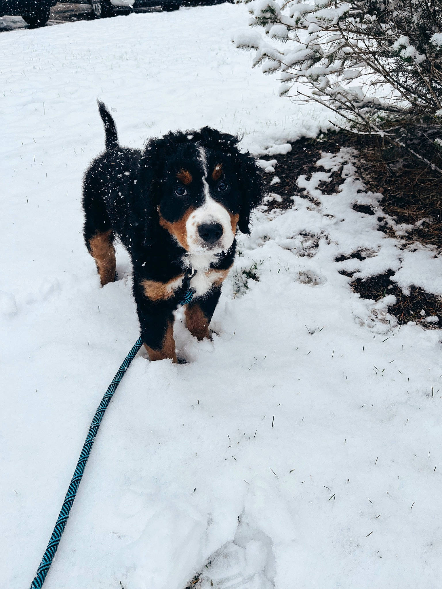 Wrigley joined the competition — help win amazing prizes! automotive_tire, bernese_mountain_dog, canidae, carnivore, collar, companion_dog, dog, dog_breed, freezing, fur, plant, precipitation, snout, snow, sporting_group, tail, tree, winter, working_animal, working_dog