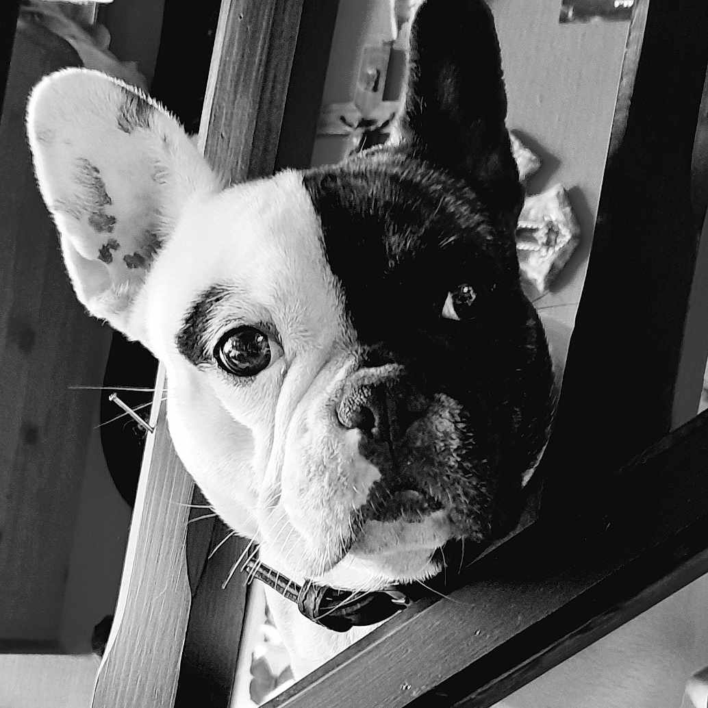 Stella