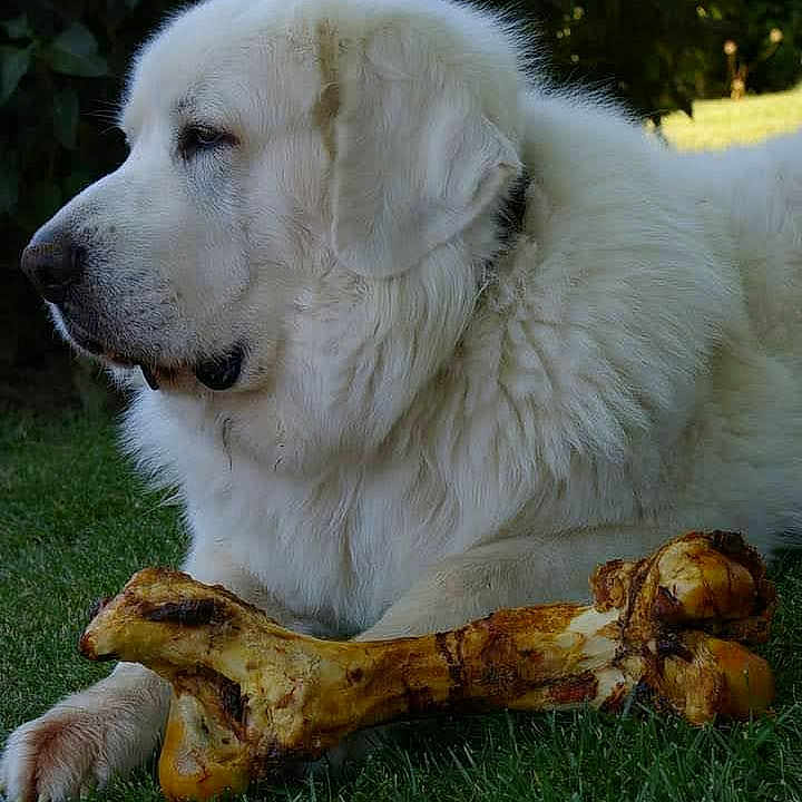 Ugo