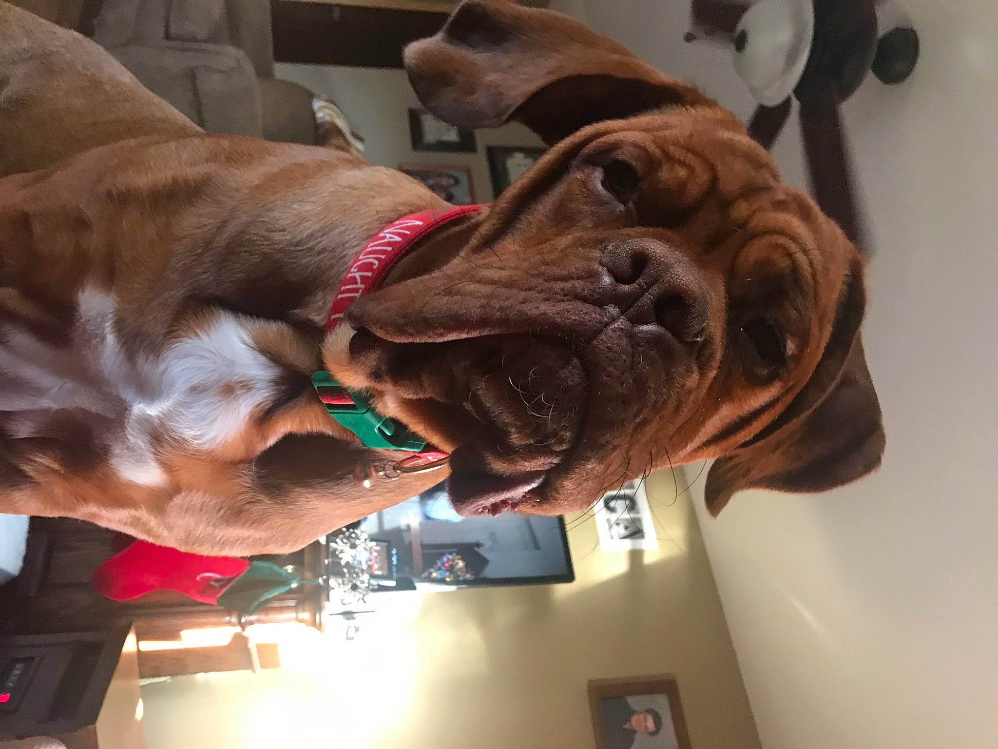 Diesel is registered to the contest to win money with this photo: canidae, carnivore, collar, companion_dog, dog, dog_breed, dog_collar, ear, fawn, fur, giant_dog_breed, guard_dog, jaw, leash, liver, snout, sporting_group, whiskers, working_animal, wrinkle