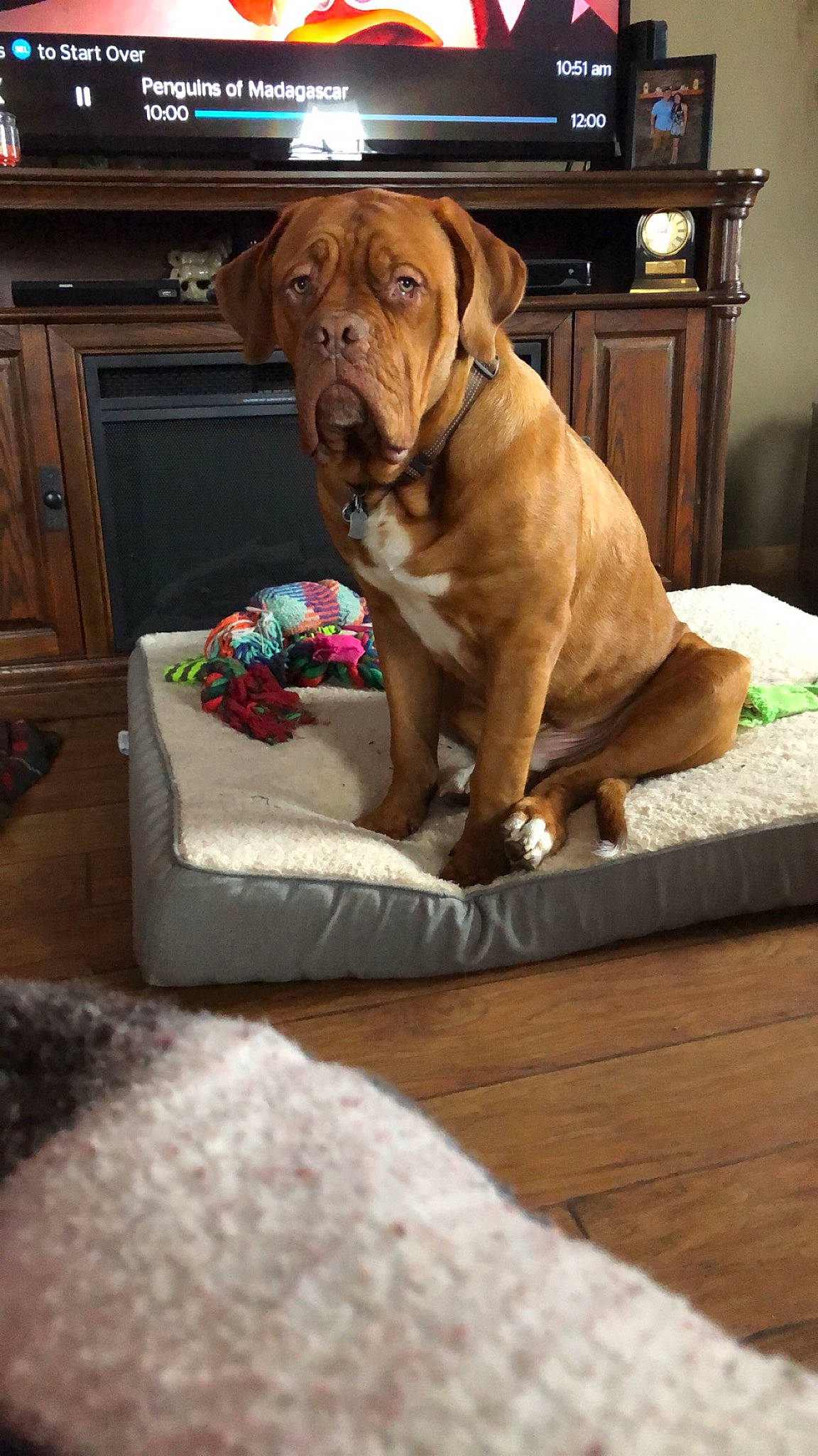 Diesel joined the competition — help win amazing prizes! brown, cabinetry, carnivore, collar, comfort, companion_dog, dog, dog_breed, dog_collar, dog_supply, drawer, fawn, floor, flooring, hardwood, liver, pet_supply, snout, wood, working_animal