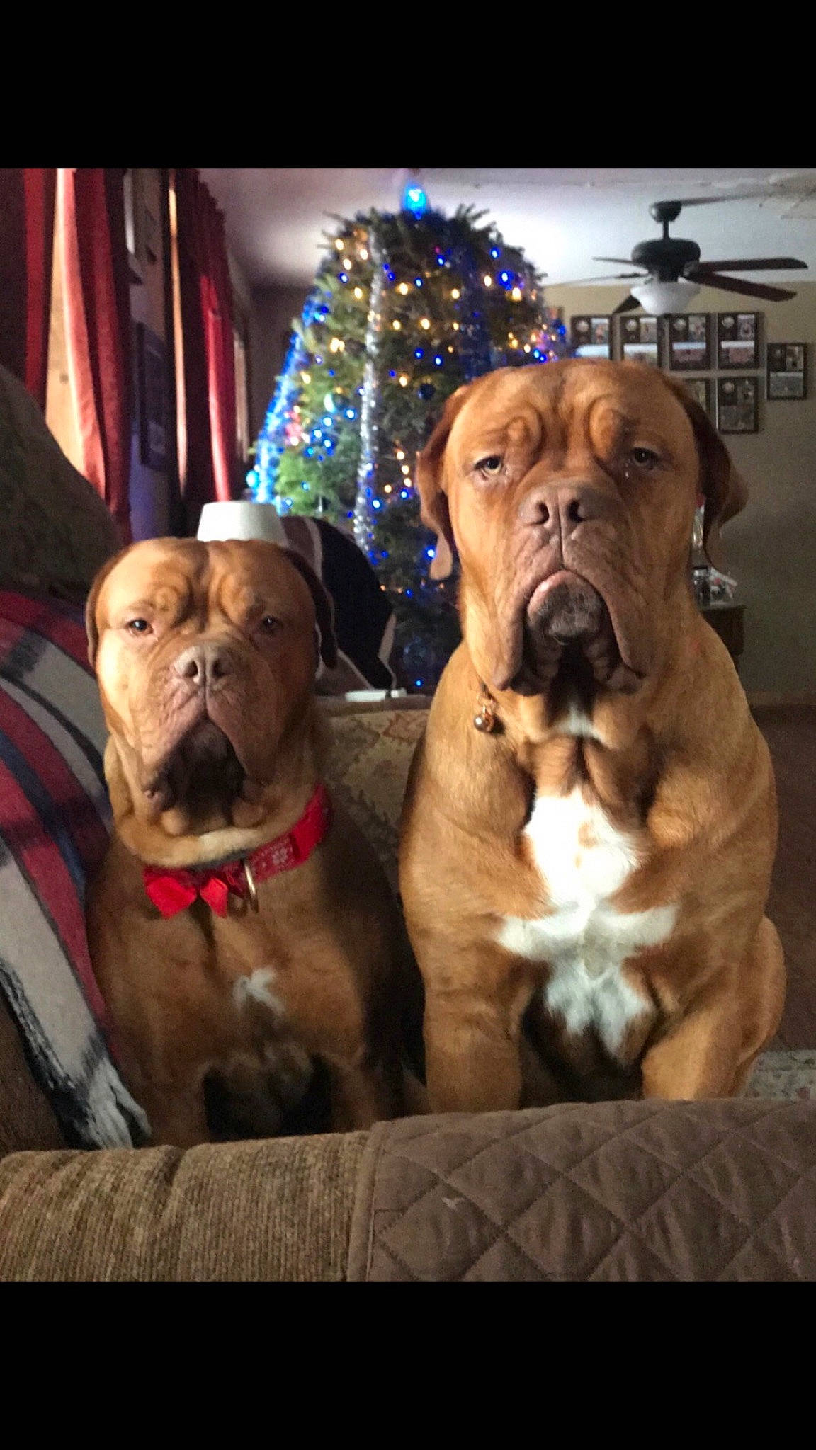 Diesel joined the competition — help win amazing prizes! art, canidae, carnivore, collar, companion_dog, curtain, dog, dog_breed, dog_collar, dog_supply, event, fawn, fur, guard_dog, holiday, liver, snout, sporting_group, working_animal, wrinkle