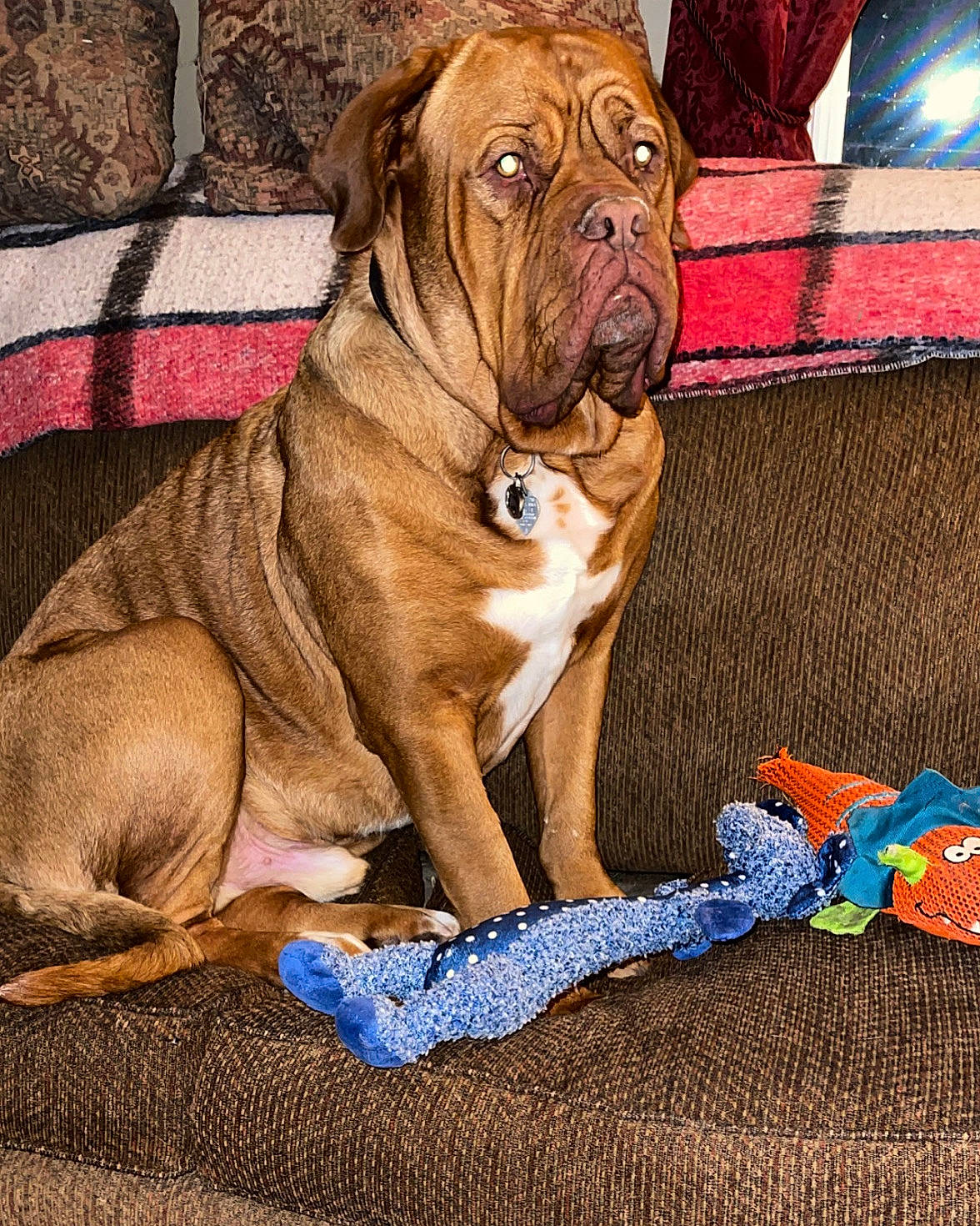 Diesel is registered to the contest to win money with this photo: ancient_dog_breeds, carnivore, collar, comfort, companion_dog, dog, dog_breed, dog_collar, dog_supply, electric_blue, fawn, flooring, liver, non_sporting_group, pet_supply, sporting_group, terrestrial_animal, working_animal, working_dog, wrinkle