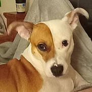 Bitty is registered to the contest to win money with this photo: animal, blanket, brown_and_white, canine, closeup, companion, container, cute, dog, domestic, ears, ears_up, face, furniture, indoor, looking, lying_down, pet, relaxed, snout