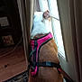 Bitty is registered to the contest to win money with this photo: back, brown, calm, curtains, dog, door, floor, harness, home, indoor, leash, light, pet, quiet, rug, shadow, sitting, waiting, white, window