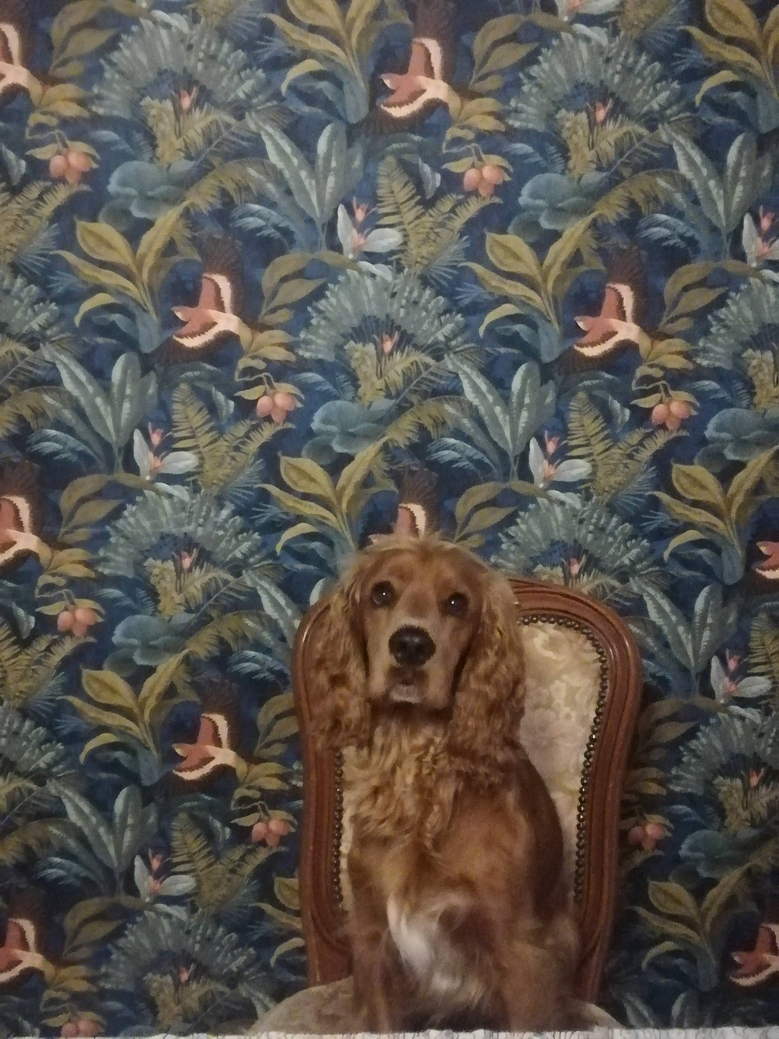 Coockie a rejoint le concours — aidez-le/la à gagner de superbes lots ! art, brown, carnivore, companion_dog, dog, dog_breed, drawing, fawn, gun_dog, illustration, liver, organism, painting, pattern, rectangle, spaniel, textile, visual_arts, wood, working_animal