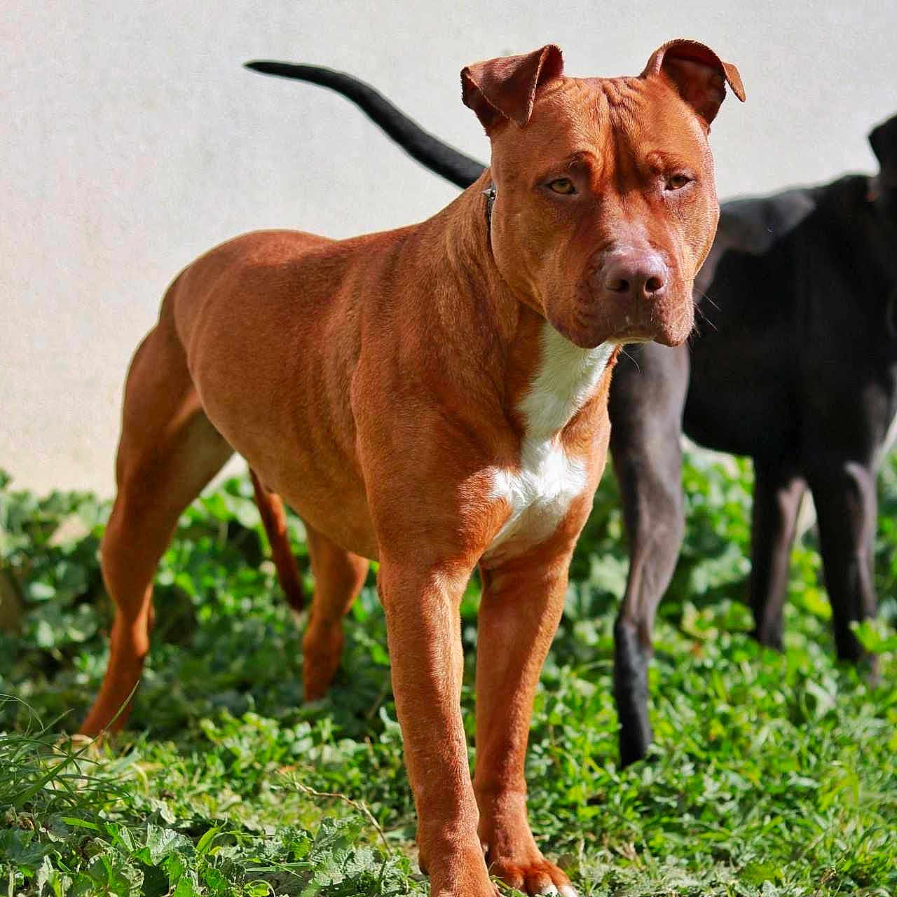Horus participe au concours pour gagner de l'argent avec cette photo : accessories, animal, ball, bostonbull, boxer, bulldog, canine, dog, hound, labradorretriever, pet, pitbull, pointer, puppy, snout, sport, strap, tennis, tennisball, whitedog