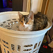 Lexi joined the competition — help win amazing prizes! animal, calico, cat, cozy, curious, cute, domestic, door, floor, fur, furniture, household, indoor, kitten, laundry_basket, pet, plastic, relaxed, white, young_cat