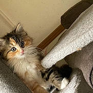 Lexi is registered to the contest to win money with this photo: adorable, animal, carpeted, cat, cat_tree, curious, cute, domestic, feline, fluffy, fur, indoor, kitten, pet, playful, resting, small, whiskers, wide_eyes, young