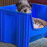 Jasper joined the competition — help win amazing prizes! dog, dogs, puppy, fluffy, scruffy, brown_and_white, curly_fur, peeking, sleeping, pet, animal, blue_bin, plastic_container, kennel, crate, bed, indoor, carpet, home, funny