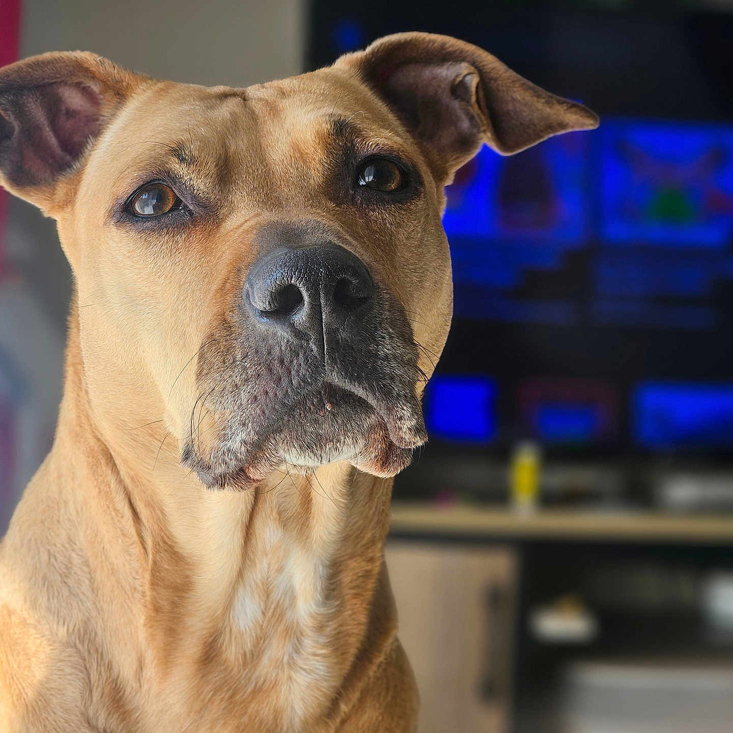 Naya participe au concours pour gagner de l'argent avec cette photo : animal, boxer, bulldog, canine, computerhardware, dog, electronics, entertainmentcenter, frenchbulldog, greatdane, hardware, hound, indoors, monitor, pet, pitbull, puppy, screen, snout, tv