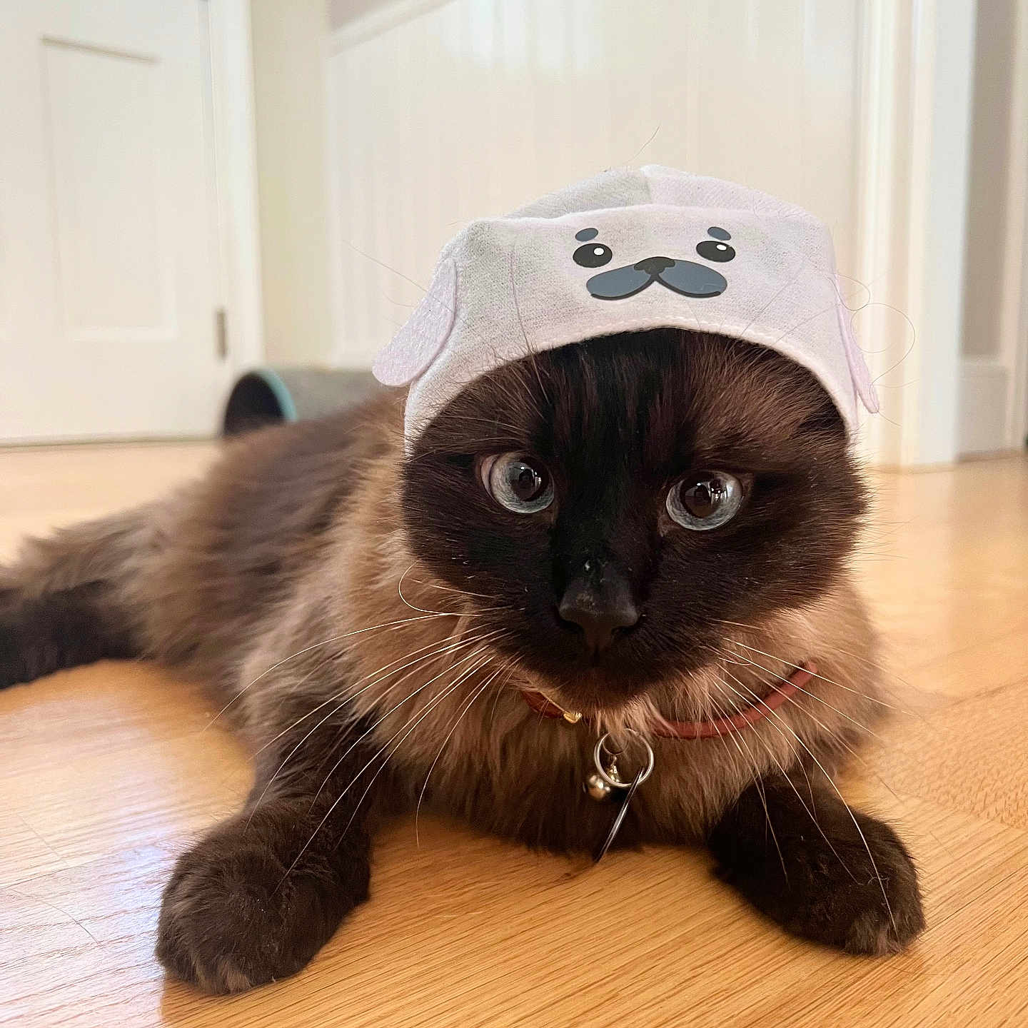 Navi