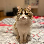Tessa participe au concours pour gagner de l'argent avec cette photo : cat, pet, animal, feline, fluffy, bed, indoor, portrait, cute, whiskers, ears, eyes, fur, sitting, domestic, closeup, curious, soft_light, background_blur, household