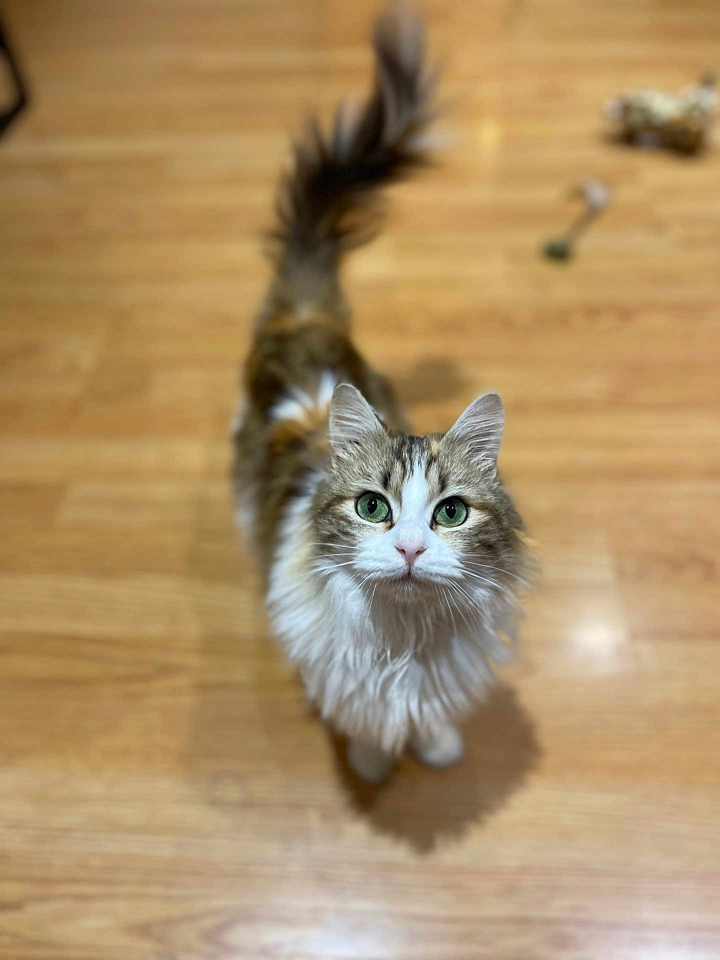 Tessa a rejoint le concours — aidez-le/la à gagner de superbes lots ! cat, fluffy, green_eyes, pet, animal, indoor, wooden_floor, curious, tail, looking_up, feline, domestic_cat, soft_fur, whiskers, cute, portrait, mammal, house_pet, close_up, focused