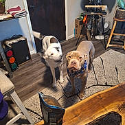 Cooper is registered to the contest to win money with this photo: dog, indoor, wooden_table, rug, door, bandana, blurred_motion, floor, furniture, pet, living_room, houseplant, chair, fan, decor, snack_bag, wood_floor, box, tripod, hat