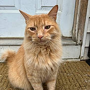 Orangee is registered to the contest to win money with this photo: animal, cat, closeup, curious, domestic_cat, door, doormat, ears, feline, fluffy, front_door, fur, house, orange_cat, outdoor, pet, portrait, sitting, tabby, whiskers