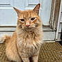 animal, cat, closeup, curious, domestic_cat, door, doormat, ears, feline, fluffy, front_door, fur, house, orange_cat, outdoor, pet, portrait, sitting, tabby, whiskers