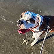 Max joined the competition — help win amazing prizes! dog, beach, starfish, sand, leash, sunlight, happy, pet, canine, outdoor, animal, water, waves, summer, nature, playful, tongue_out, collar, brown_and_white, daytime