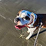 dog, beach, starfish, sand, leash, sunlight, happy, pet, canine, outdoor, animal, water, waves, summer, nature, playful, tongue_out, collar, brown_and_white, daytime
