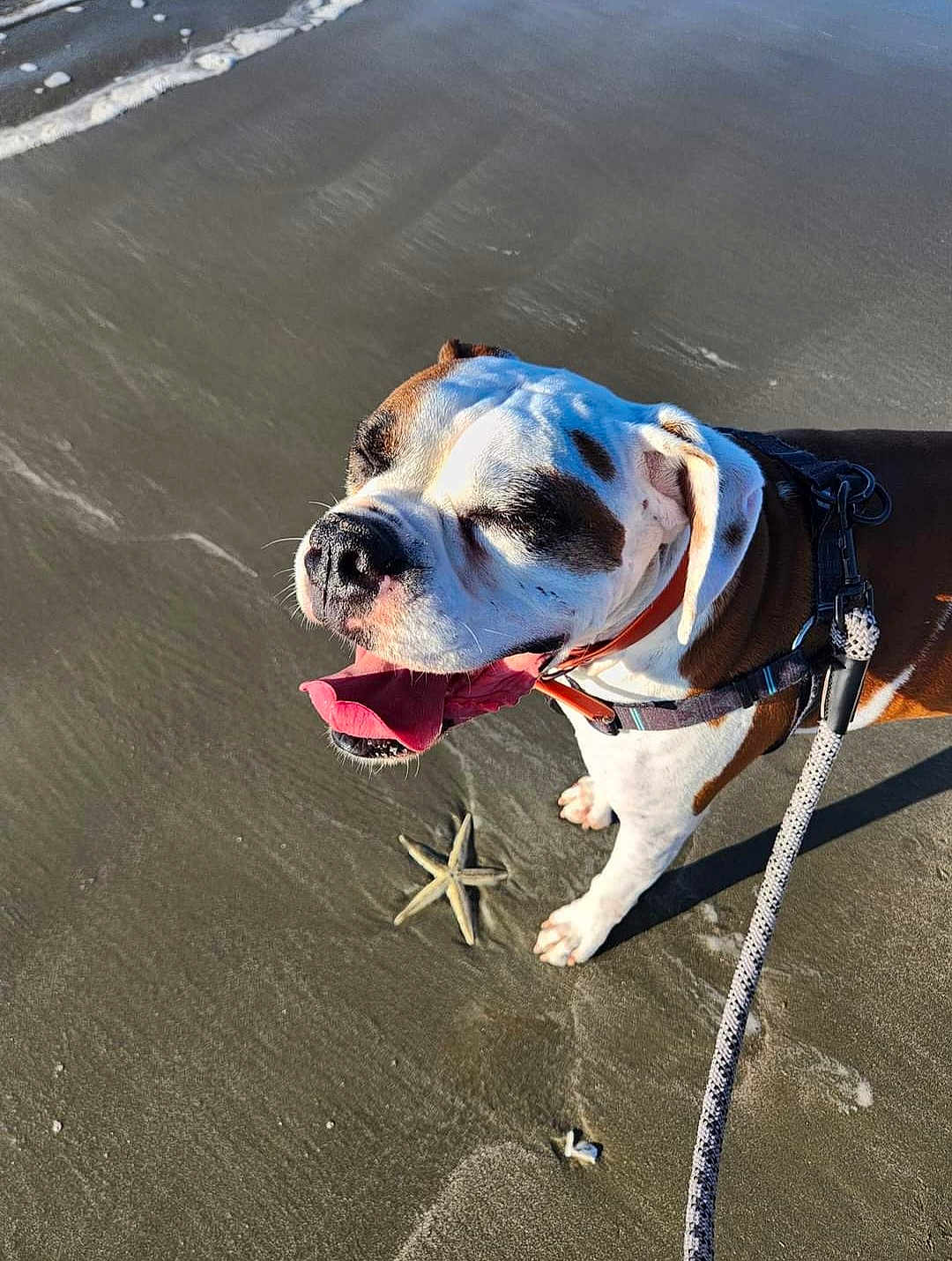 Max joined the competition — help win amazing prizes! dog, beach, starfish, sand, leash, sunlight, happy, pet, canine, outdoor, animal, water, waves, summer, nature, playful, tongue_out, collar, brown_and_white, daytime