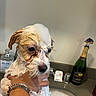 animal, bath, bottle, bracelet, champagne, cleaning, countertop, cute, dog, fur, hand, indoor, pet, puppy, sink, small_dog, soap, suds, washing, wet