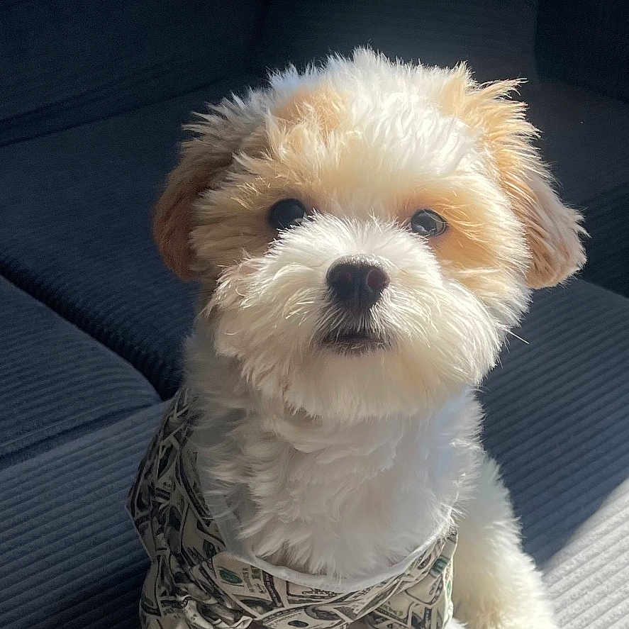 Dollar Bill is registered to the contest to win money with this photo: brown_ears, couch, cozy, cute, dog, dollar_bill_pattern, fluffy, fur, home, indoor, looking_up, pet, pillow, puppy, shadow, shirt, sitting, small_dog, sunlight, white_dog