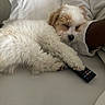 Dollar Bill is registered to the contest to win money with this photo: companion, couch, cozy, cute, dog, domestic, fluffy, fur, indoor, nap, paw, person_arm, pet, puppy, relaxation, remote_control, resting, sleeping, white_bed, white_sleeve