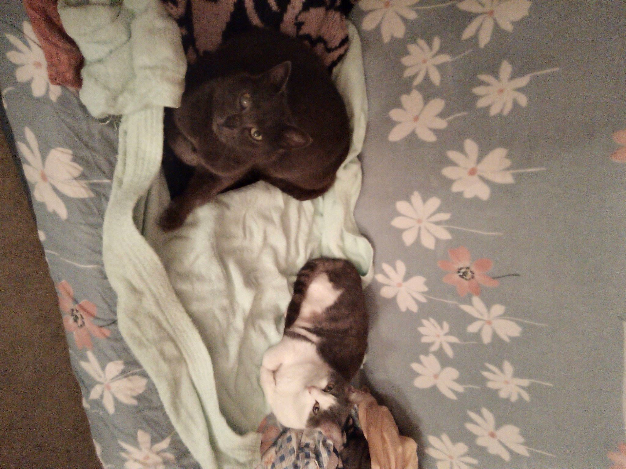 Eva participe au concours pour gagner de l'argent avec cette photo : bed, bedding, brown, carnivore, comfort, companion_dog, couch, dog, dog_breed, fawn, felidae, flooring, fur, grey, linens, nap, pattern, small_to_medium_sized_cats, tail, whiskers