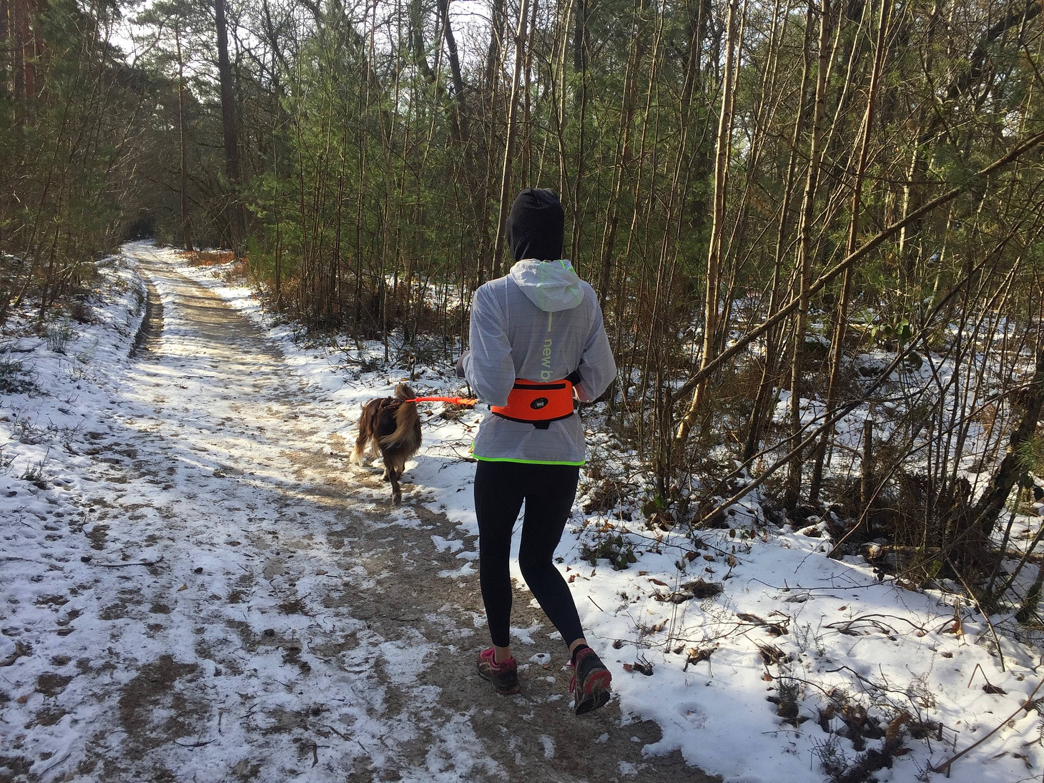 Bouddha a rejoint le concours — aidez-le/la à gagner de superbes lots ! carnivore, dog, dog_breed, forest, freezing, hiking, leisure, people_in_nature, plant, recreation, running, snow, soil, sporting_group, trail, tree, walking, wilderness, winter, woodland