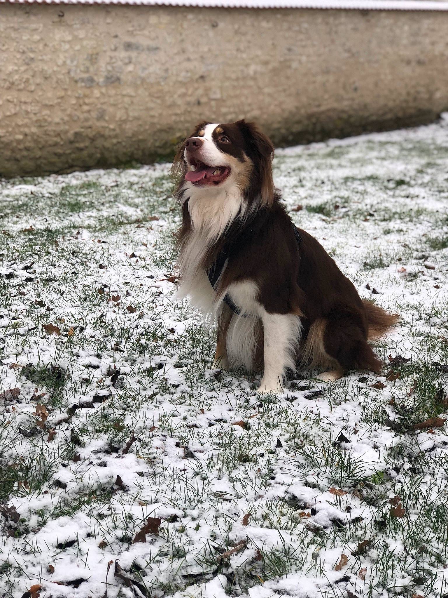 Bouddha a rejoint le concours — aidez-le/la à gagner de superbes lots ! border_collie, canidae, carnivore, companion_dog, dog, dog_breed, freezing, fur, grass, herding_dog, liver, plant, snout, snow, spaniel, sporting_group, tree, whiskers, winter, working_dog