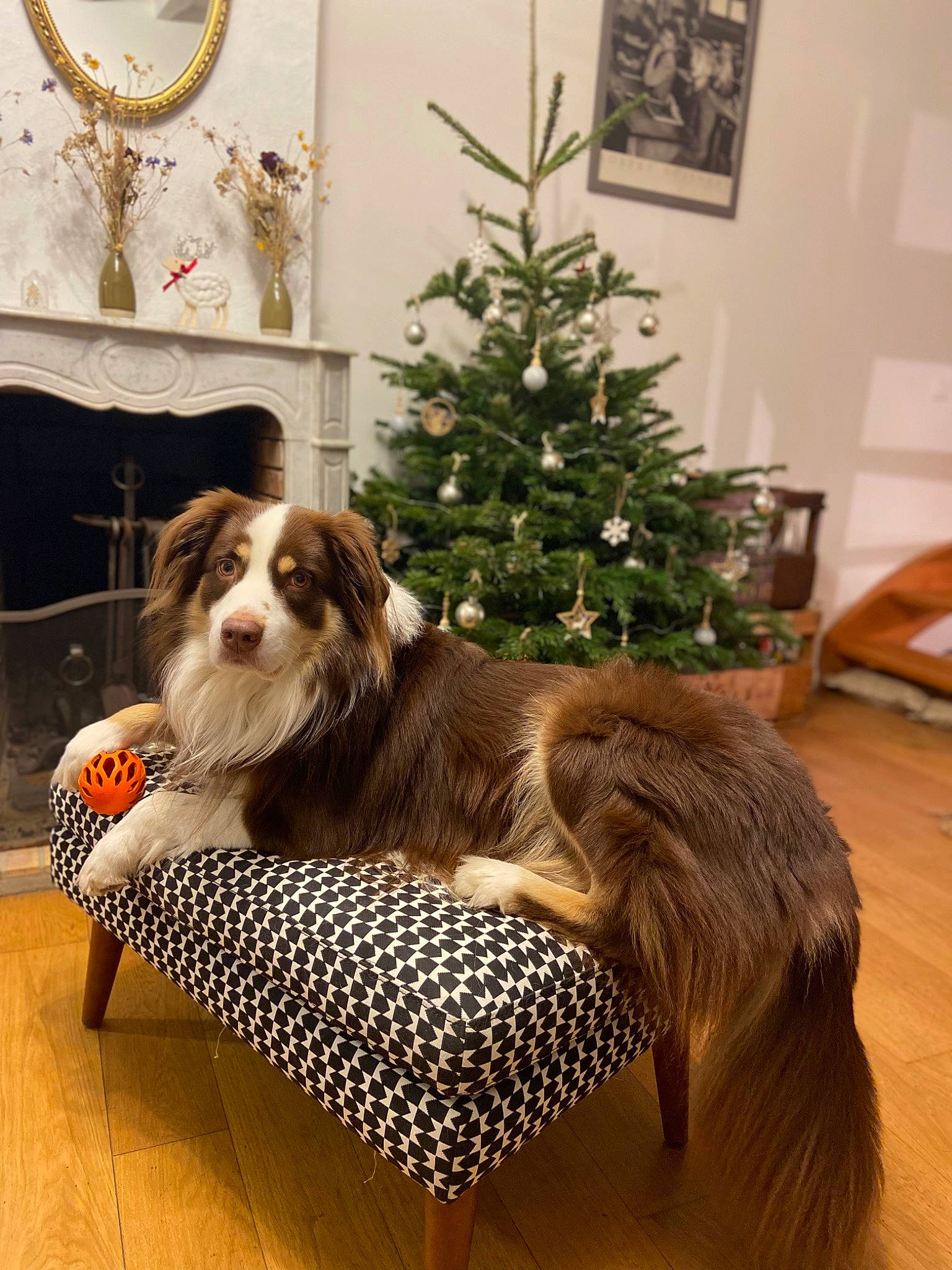 Bouddha a rejoint le concours — aidez-le/la à gagner de superbes lots ! carnivore, christmas, christmas_decoration, christmas_ornament, christmas_tree, companion_dog, couch, dog, dog_breed, dog_supply, event, fawn, holiday_ornament, interior_design, ornament, pet_supply, picture_frame, plant, tree, wood