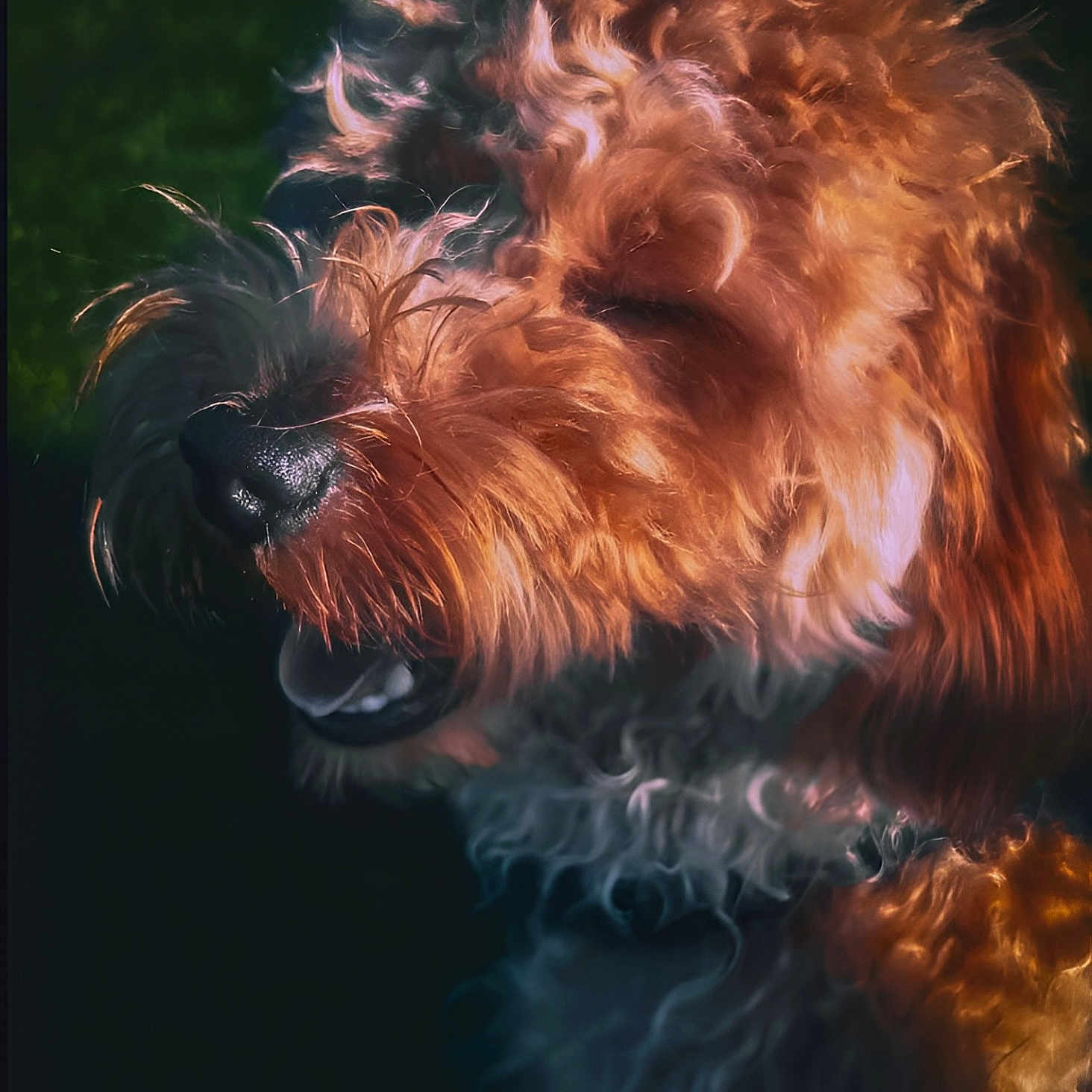 Oni joined the competition — help win amazing prizes! airedale, animal, bison, canine, cockerspaniel, dog, pet, poodle, puppy, snout, terrier, whitedog