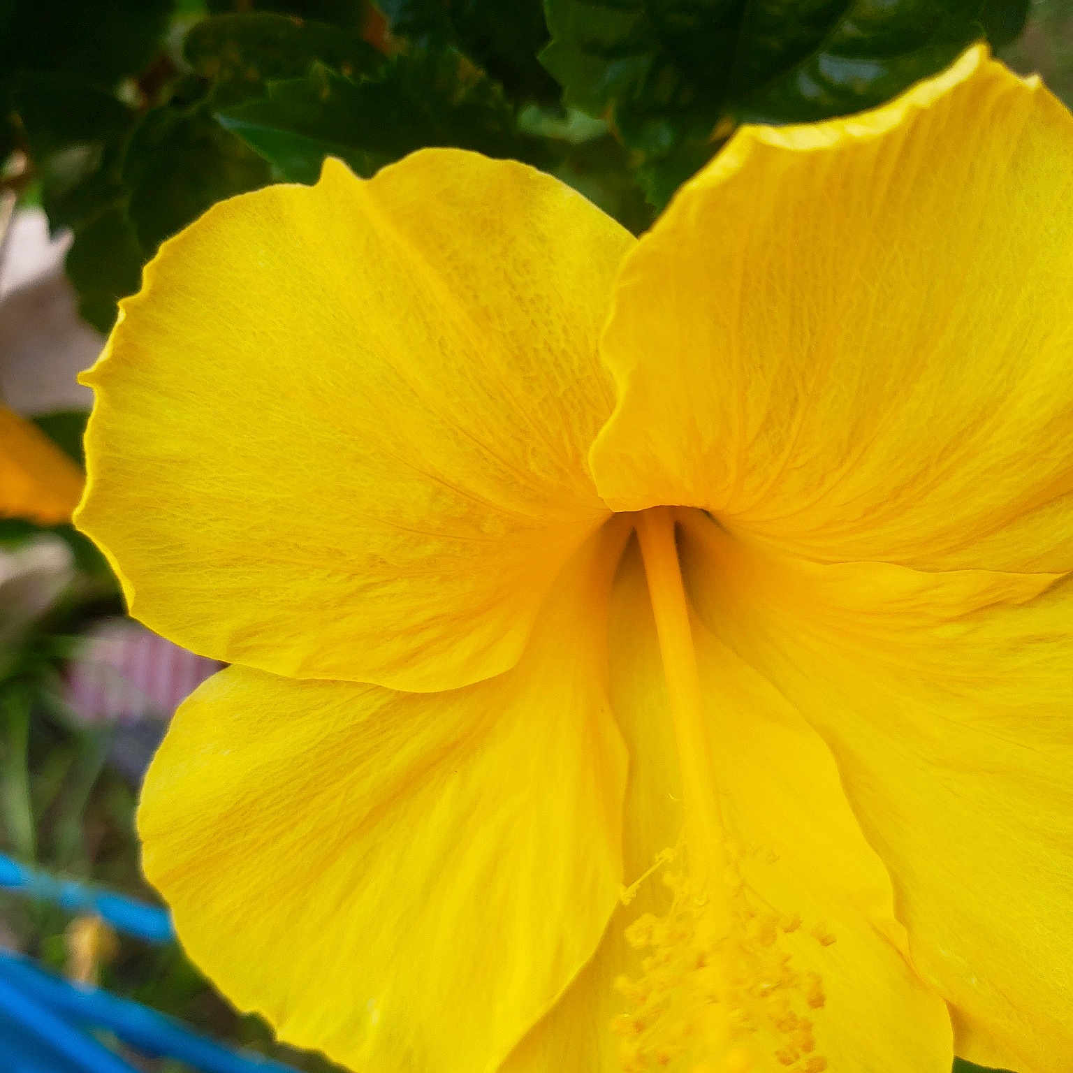 Matty joined the competition — help win amazing prizes! annual_plant, botany, evening_primrose, evening_primrose_family, flower, flowering_plant, hawaiian_hibiscus, herbaceous_plant, hibiscus, hollyhocks, large_flowered_evening_primrose_, mallow_family, malvales, petal, plant, plant_stem, poppy_family, violet_family, wildflower, yellow