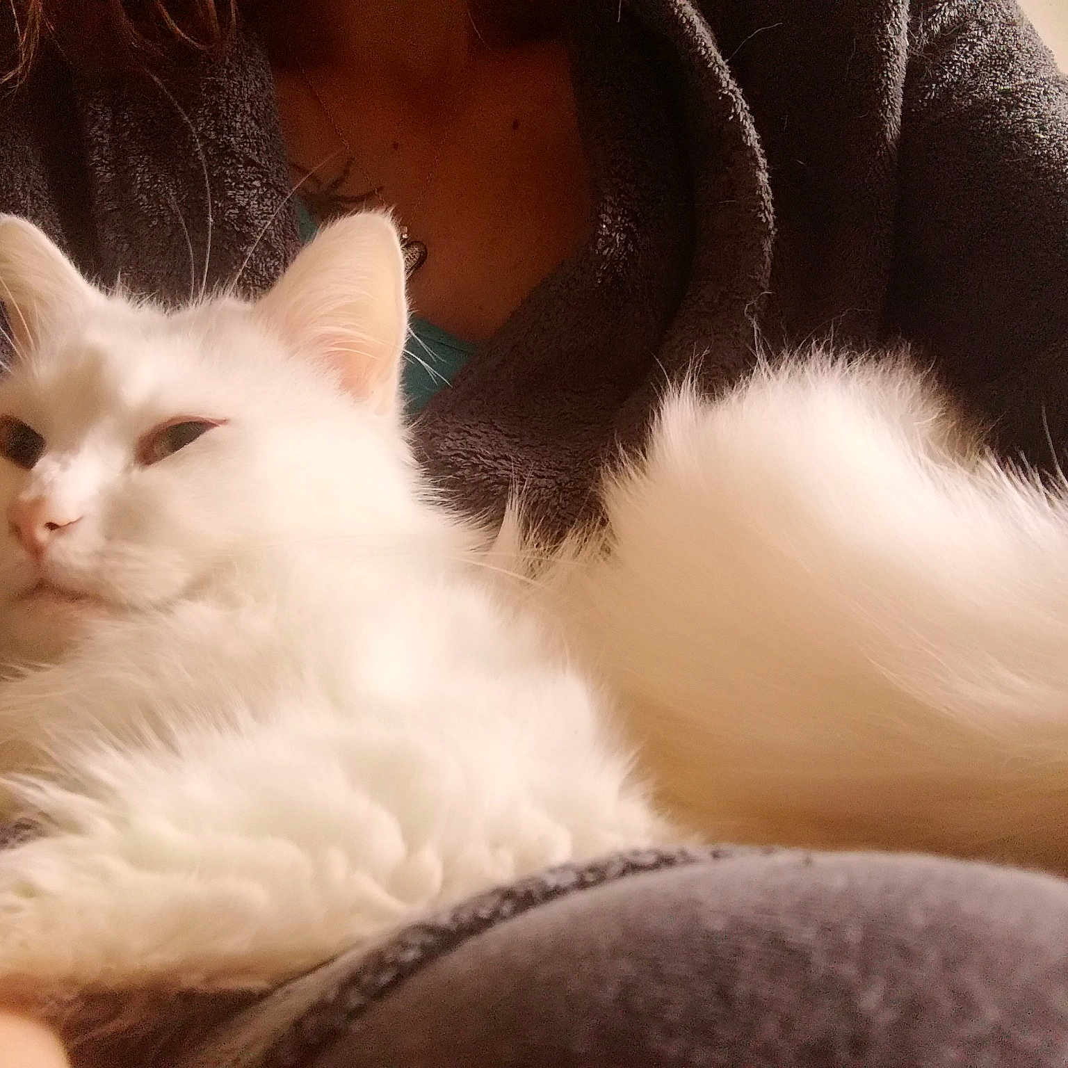Blanco a rejoint le concours — aidez-le/la à gagner de superbes lots ! aegean_cat, cat, cat_like_mammal, domestic_long_haired_cat, domestic_short_haired_cat, eye, fur, kitten, norwegian_forest_cat, nose, paw, person, ragdoll, skin, small_to_medium_sized_cats, snout, turkish_angora, turkish_van, whiskers, white