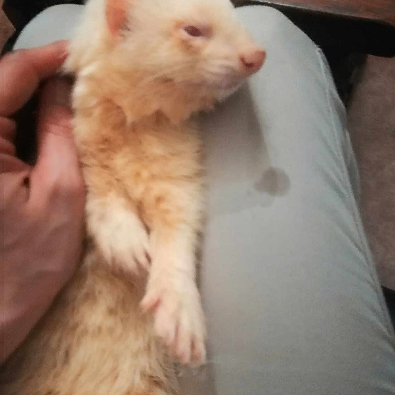 DÃ©mon 
