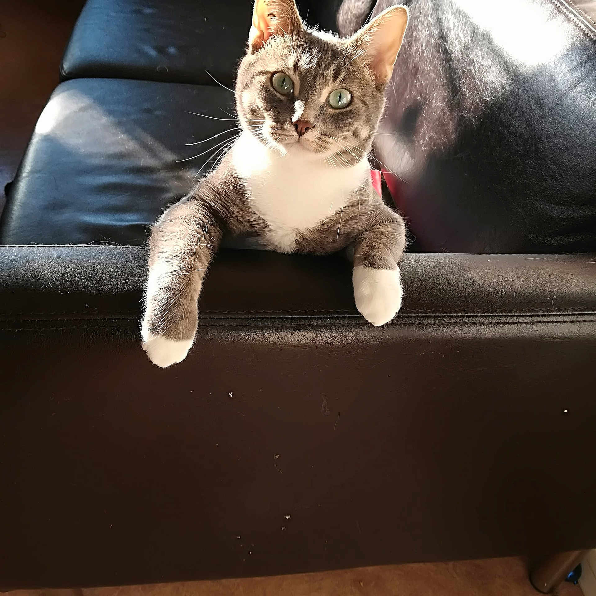 Tom