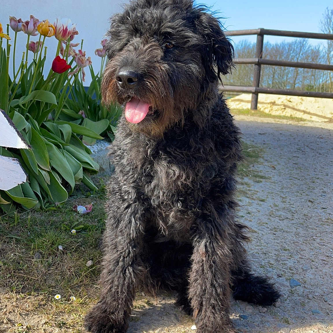 Rosie