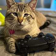Ponyo is registered to the contest to win money with this photo: animal, bed, cat, close_up, controller, cute, ears, focus, fur, gaming, indoor, leisure, paws, pet, playful, relaxed, tabby, technology, video_game, whiskers