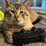 animal, bed, cat, close_up, controller, cute, ears, focus, fur, gaming, indoor, leisure, paws, pet, playful, relaxed, tabby, technology, video_game, whiskers