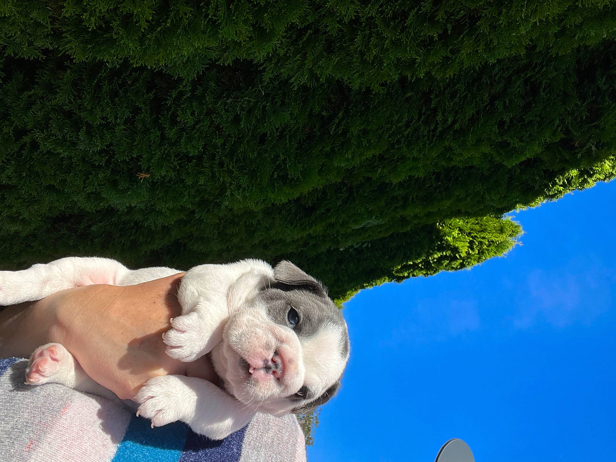 Casper joined the competition — help win amazing prizes! art, companion_dog, fawn, fun, fur, gesture, grass, happy, leisure, people_in_nature, plant, plush, recreation, sculpture, sky, snout, stuffed_toy, teddy_bear, toy, tree