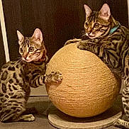 Buzz Et Baya a rejoint le concours — aidez-le/la à gagner de superbes lots ! cats, bengal_cats, felines, spotted_coat, striped_coat, pets, animals, indoor, portrait, sitting, lying_down, scratching_post, woven_ball, cat_toy, blue_collar, large_ears, green_eyes, whiskers, playful, home_interior