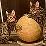 cats, bengal_cats, felines, spotted_coat, striped_coat, pets, animals, indoor, portrait, sitting, lying_down, scratching_post, woven_ball, cat_toy, blue_collar, large_ears, green_eyes, whiskers, playful, home_interior