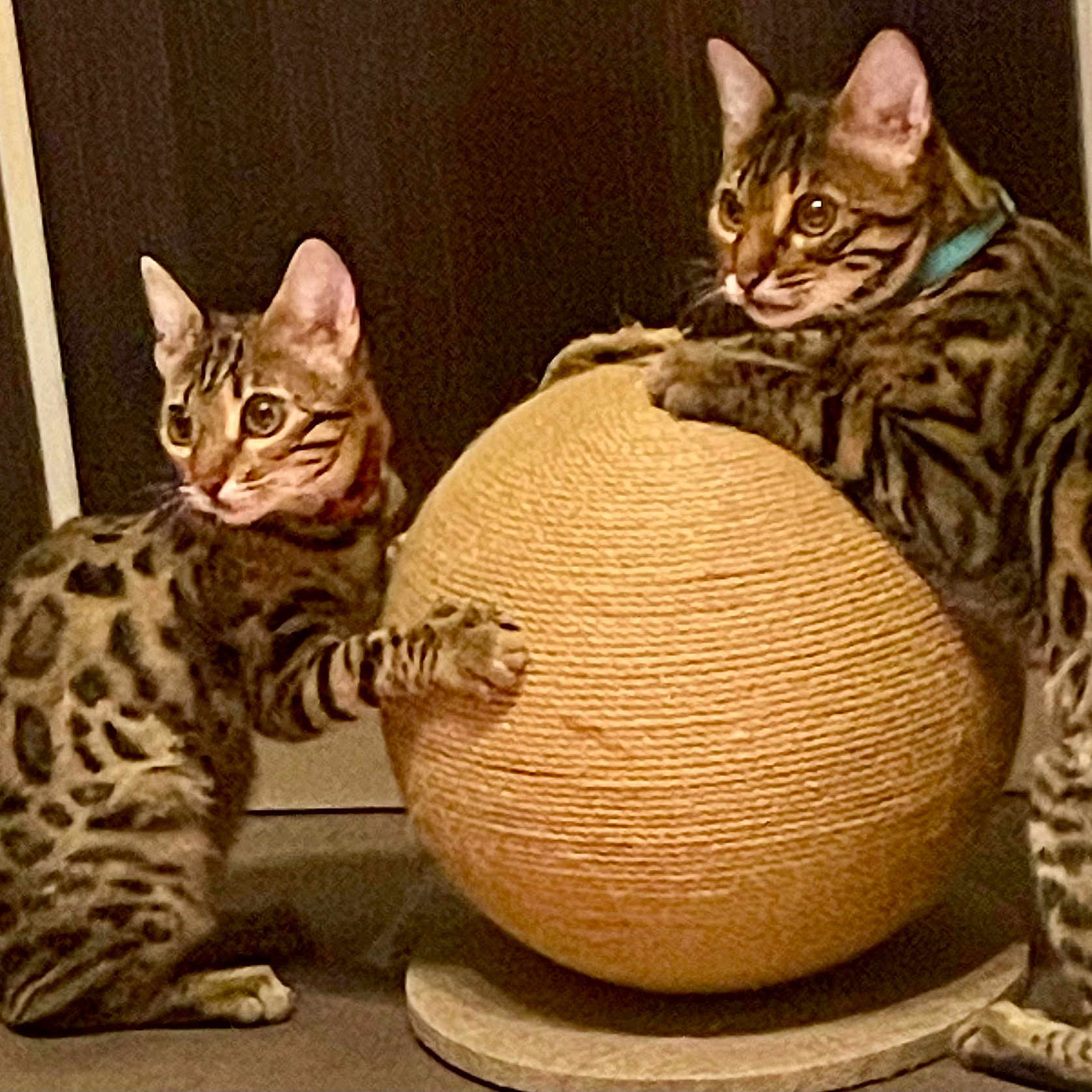 Buzz Et Baya