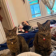 Milo And Symba joined the competition — help win amazing prizes! cat, tabby_cat, indoor, bed, blanket, window, curtains, clothing, collar, feline, pet, fur, whiskers, ears, eyes, domestic_animal, curious, sitting, household, natural_light
