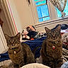 bed, blanket, cat, clothing, collar, curious, curtains, domestic_animal, ears, eyes, feline, fur, household, indoor, natural_light, pet, sitting, tabby_cat, whiskers, window