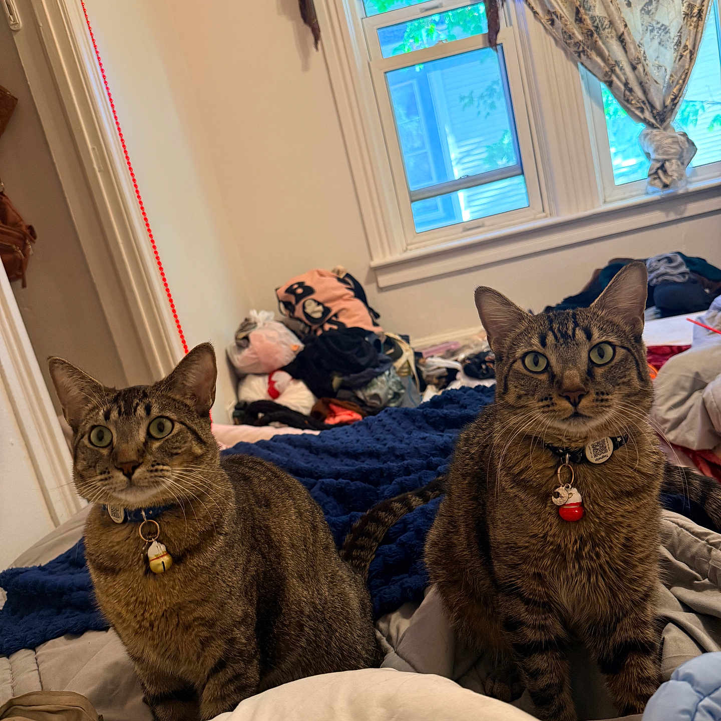 Milo And Symba