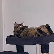 Milo joined the competition — help win amazing prizes! cat, tabby, cat_tree, indoor, pet, feline, relaxed, lying_down, paws_up, cozy, fur, animal, mammal, resting, domestic_cat, home, sleepy, one_eye_glowing, dark_furniture, quiet